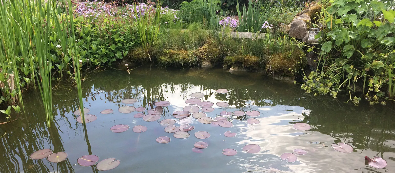 Gartenteich Gartenteich